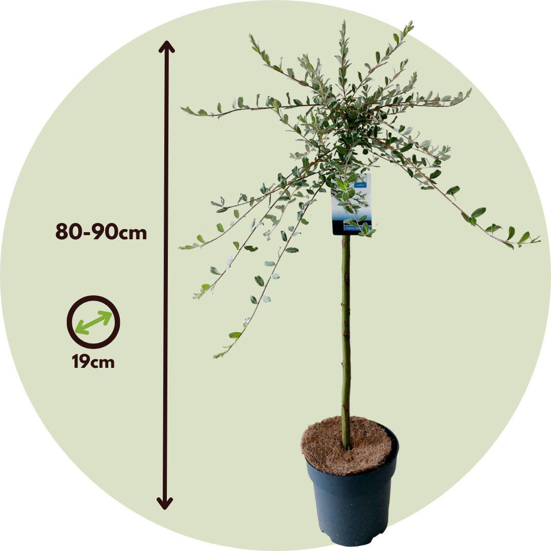 Sauce Arbustivo - Salix Repens 'iona' - Altura 80-90cm - ⌀19cm_2