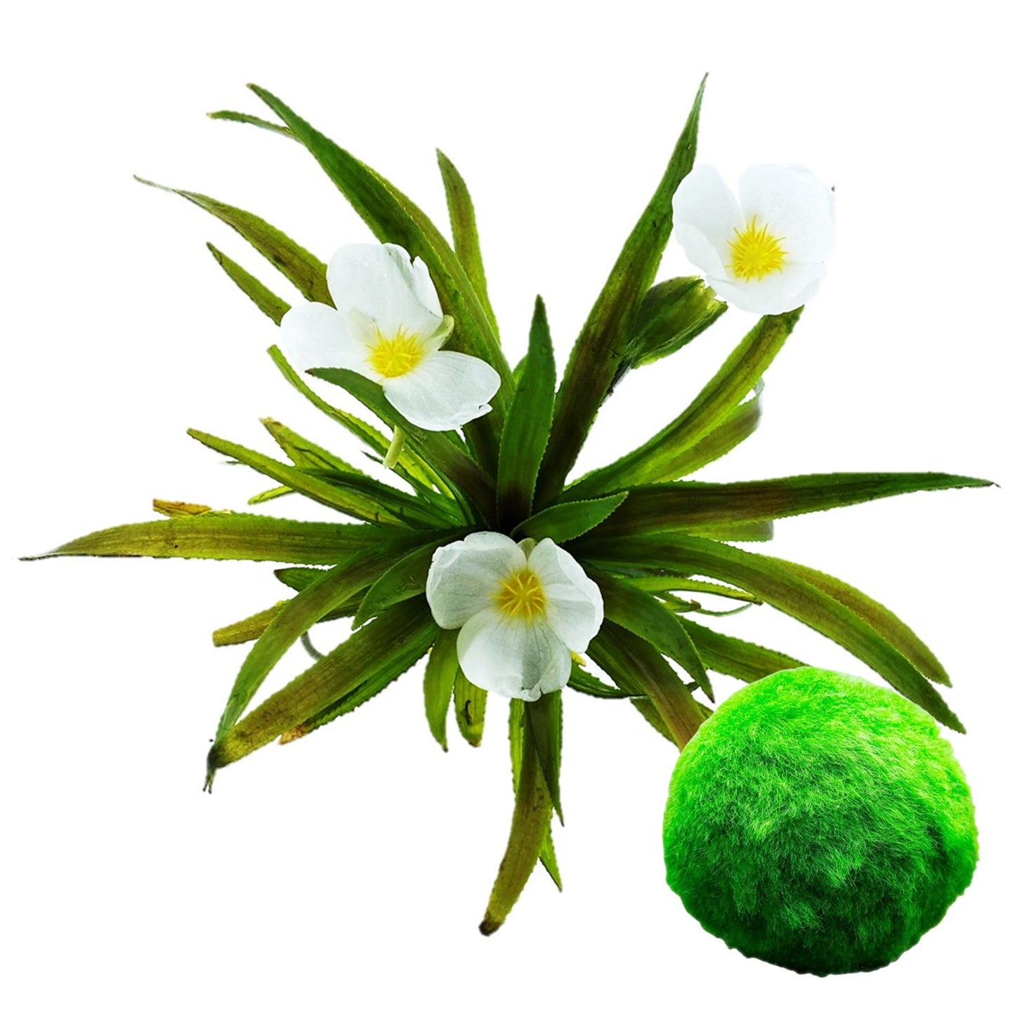 Stratiotes & Bolas Marimo - Plantas Oxigenadoras Flotantes Estanque_0