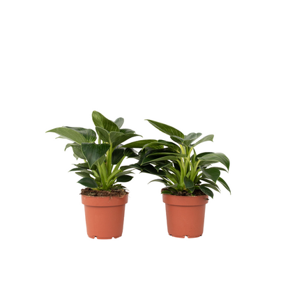 Filodendro - 2 Pzs - Philodendron 'white Wave' - Altura 25-40cm - ⌀12cm_0