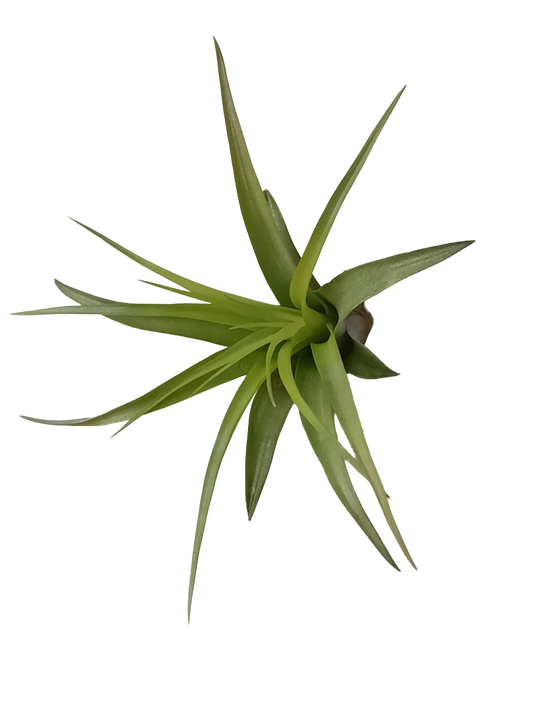 Tillandsia Brachycaulo Clavel Del Aire Tillandsias_0