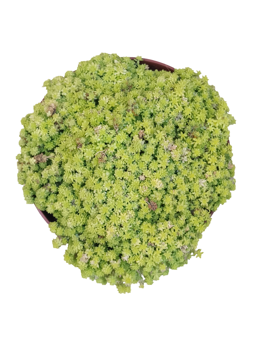 Sedum Tokyo Sun Planta Suculenta De Sol Ø13_0