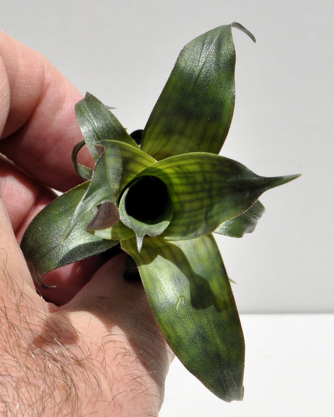 Vriesea gigantea 'Nova' S; bromelia reticulada; Curiosarium; altura 10-12 cm, diámetro 10-12 cm, sin sustrato_3