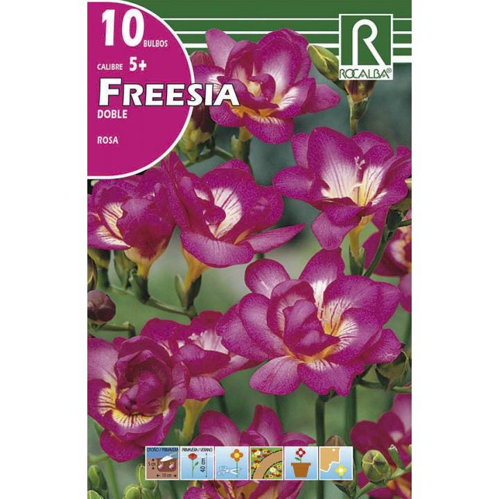Bulbo de frésia duplo roa 10 unidades Rocalba