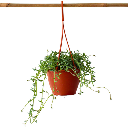 Senecio Delfín - Senecio Peregrinus - Altura 10-20cm - ⌀12cm_0