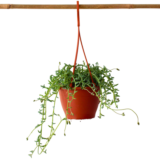 Senecio Delfín - Senecio Peregrinus - Altura 10-20cm - ⌀12cm_0