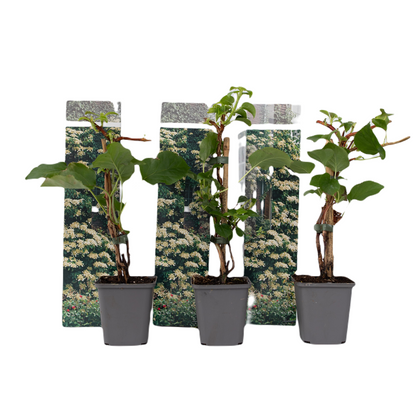 Hortensia Trepadora - 3 Pzs - Hydrangea Anomale Petiolaris - A25-40cm - ⌀9cm_0