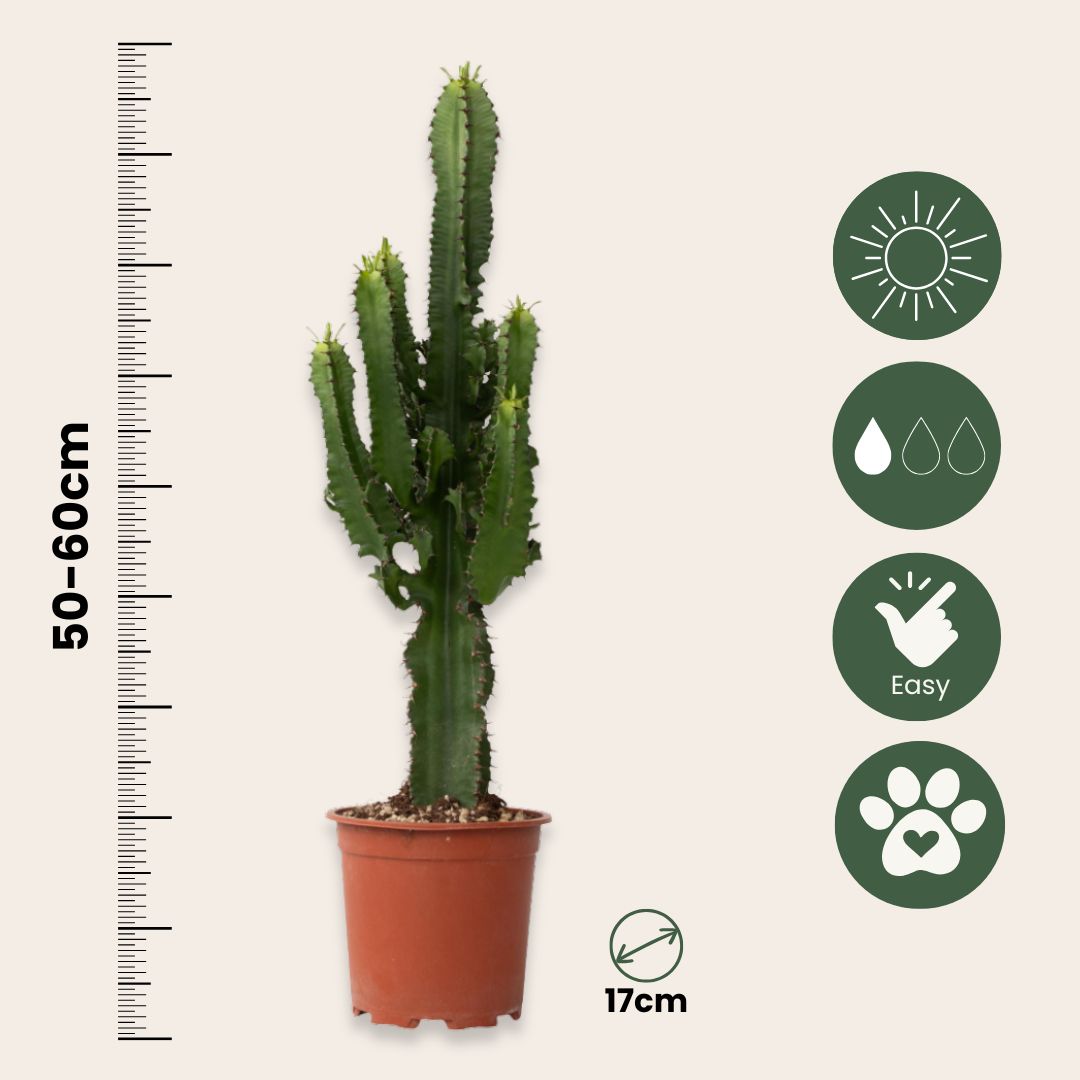 Árbol Candelabro - 2 Pzs - Euphorbia Ingens - Altura 50-60cm - ⌀17cm_2