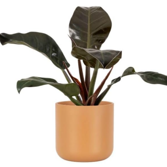 Planta Natural Ficus Robusta Para Interior O Exterior En Maceta Ø13 Cm Altura 45 Cm_0