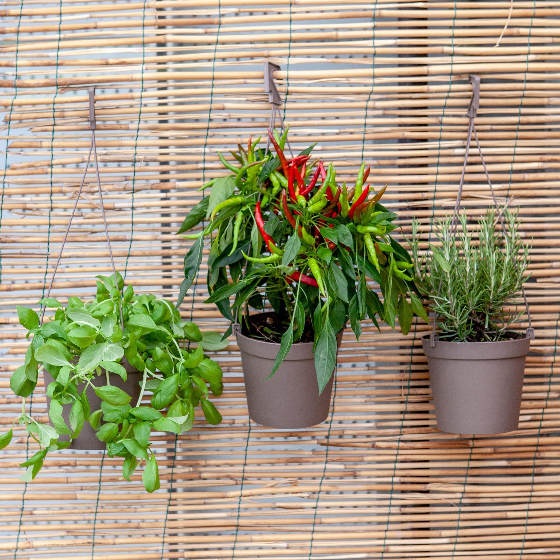 5 Macetas Cilíndricas Ø 10 Cm Con Ganchos, De Polipropileno Antracita