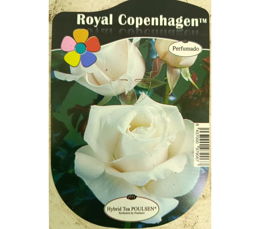 Rosal Bajo Perfumado 2lt (7 Variedades)_3