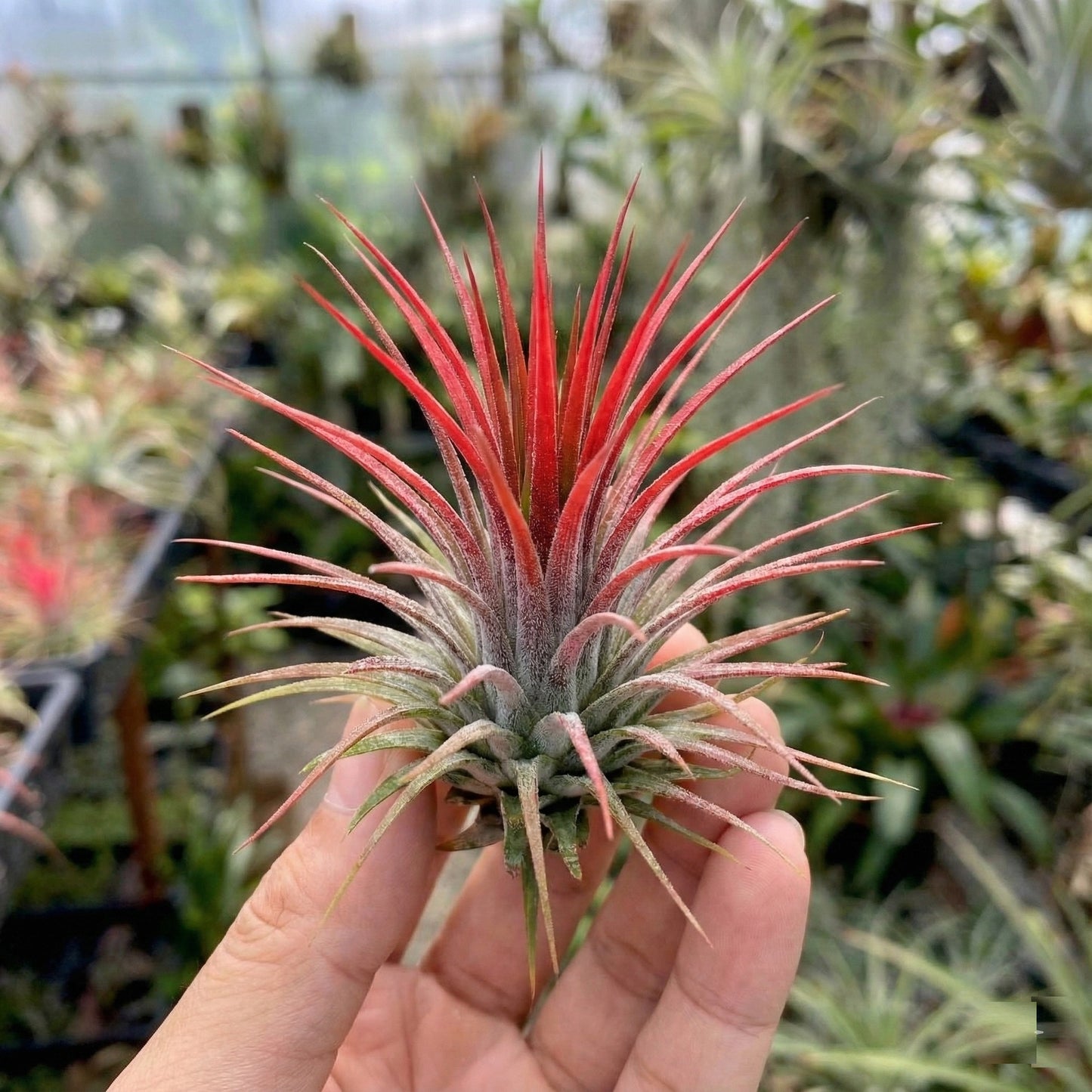 Tillandsia - 20 Unidades - Plantas De Aire - Con Spray_2