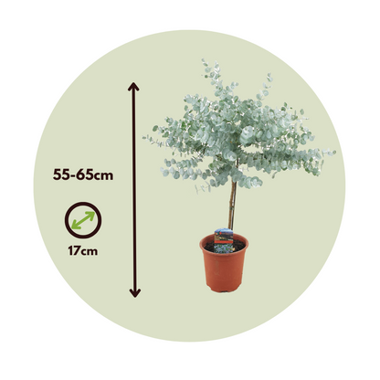 Eucalipto - Eucalyptus 'gunnii' - Altura 55-65cm - ⌀17cm_2