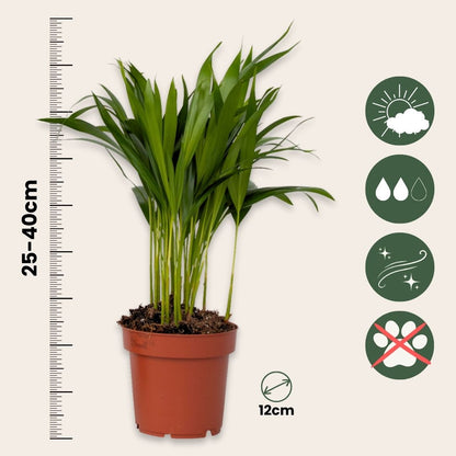 Mezcla Purificadora De Aire - 5 Pzs - Altura 25-40cm - ⌀12cm_2