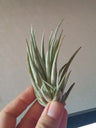 Planta Aérea Tillandsia Pueblensis