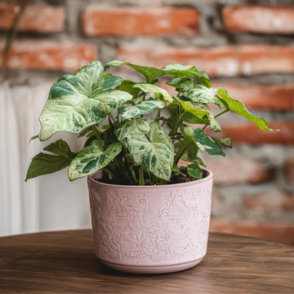 Singonio Confeti - 2 Pzs - Syngonium 'milk Confetti' - Altura 20-30cm - ⌀12cm_1