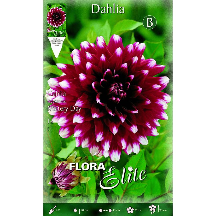 Bulbo decorativo de dália com ponta branca e granada