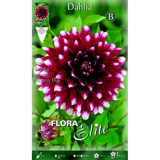Bulbo decorativo de dália com ponta branca e granada