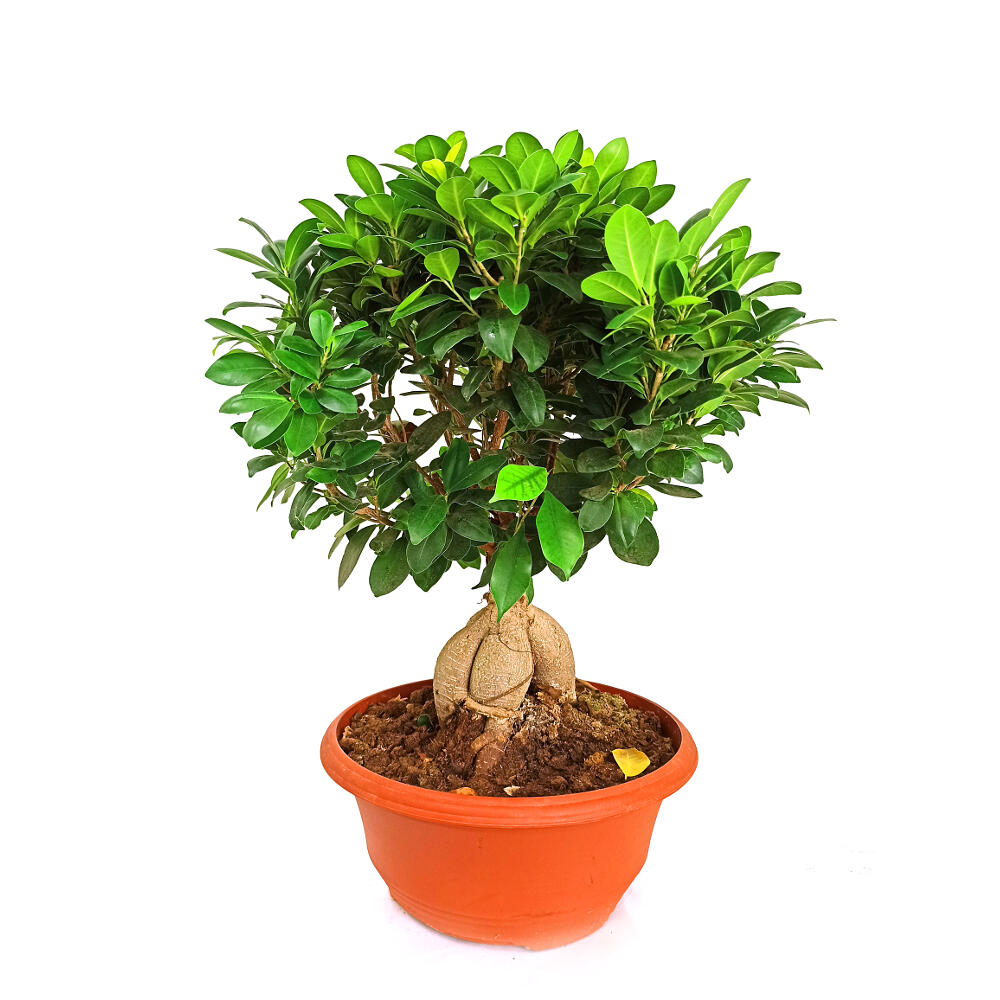 Bonsai Ficus Ginseng T35_0