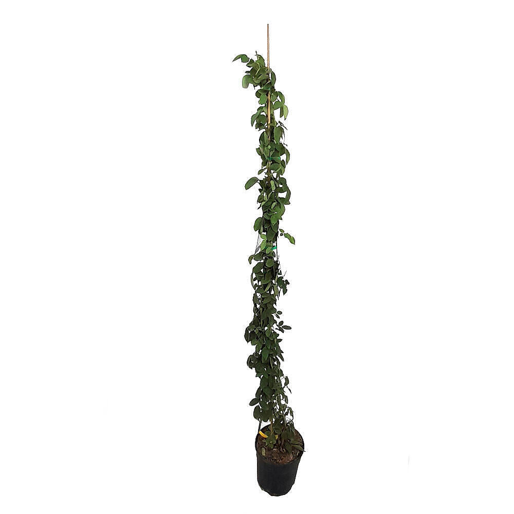 Rosal Trepador Sissi M20 150-180cm_1