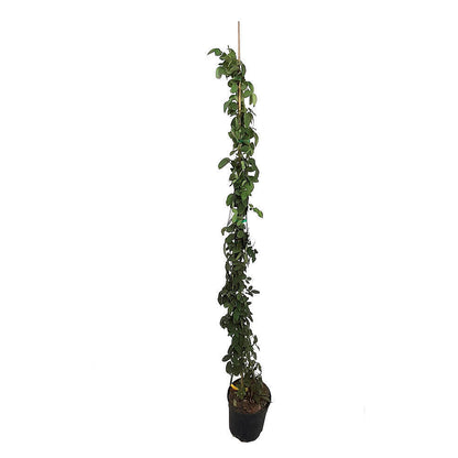 Rosal Trepador Sissi M20 150-180cm_1