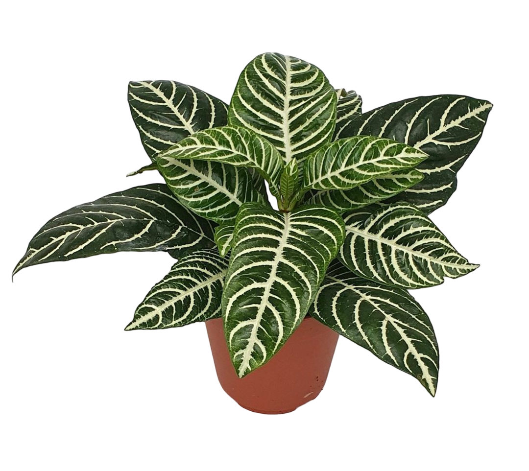 Planta Natural Aphelandra Squarrosa 'dania' 1 Ud Ø 12 Alt. 25 - 35_0