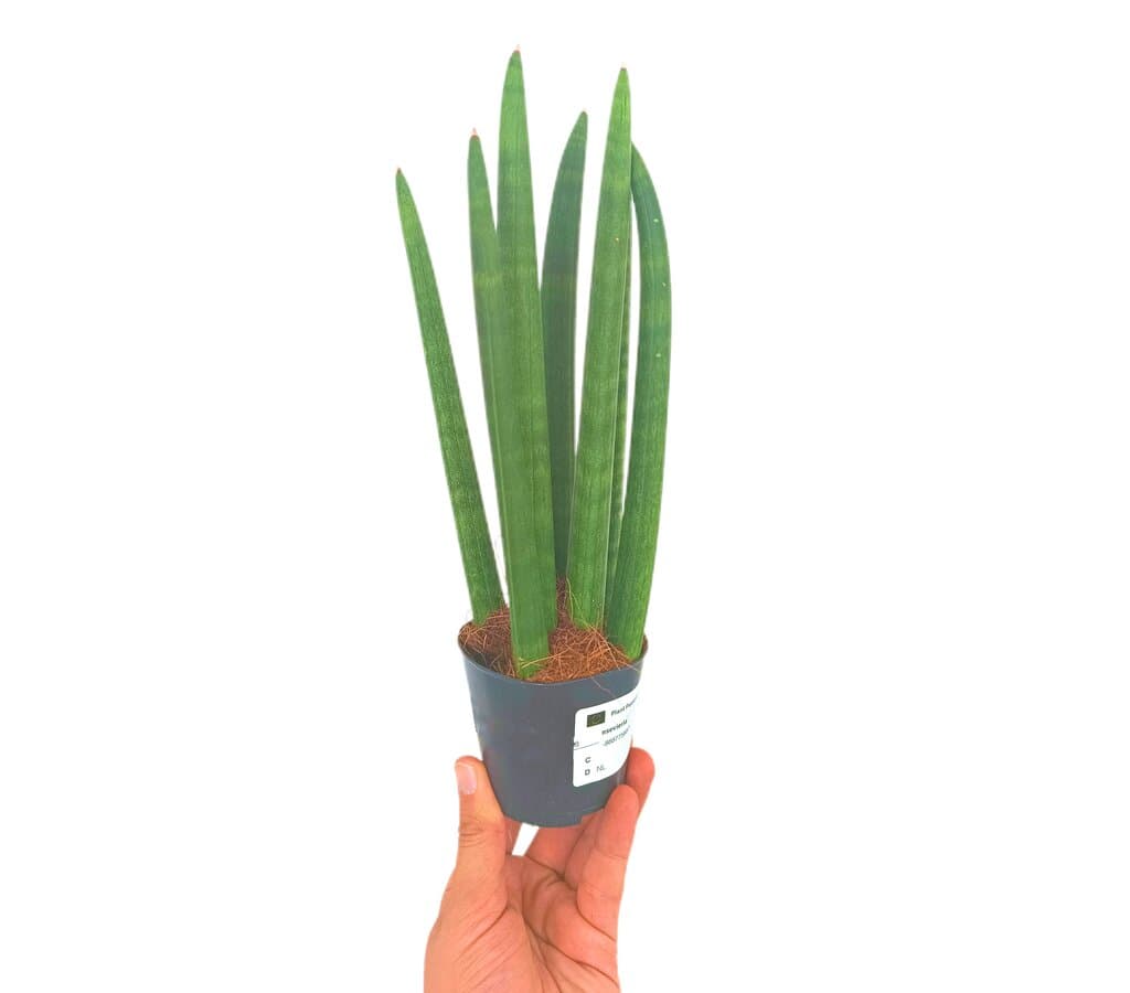 Sansevieria Cylindrica M8_0