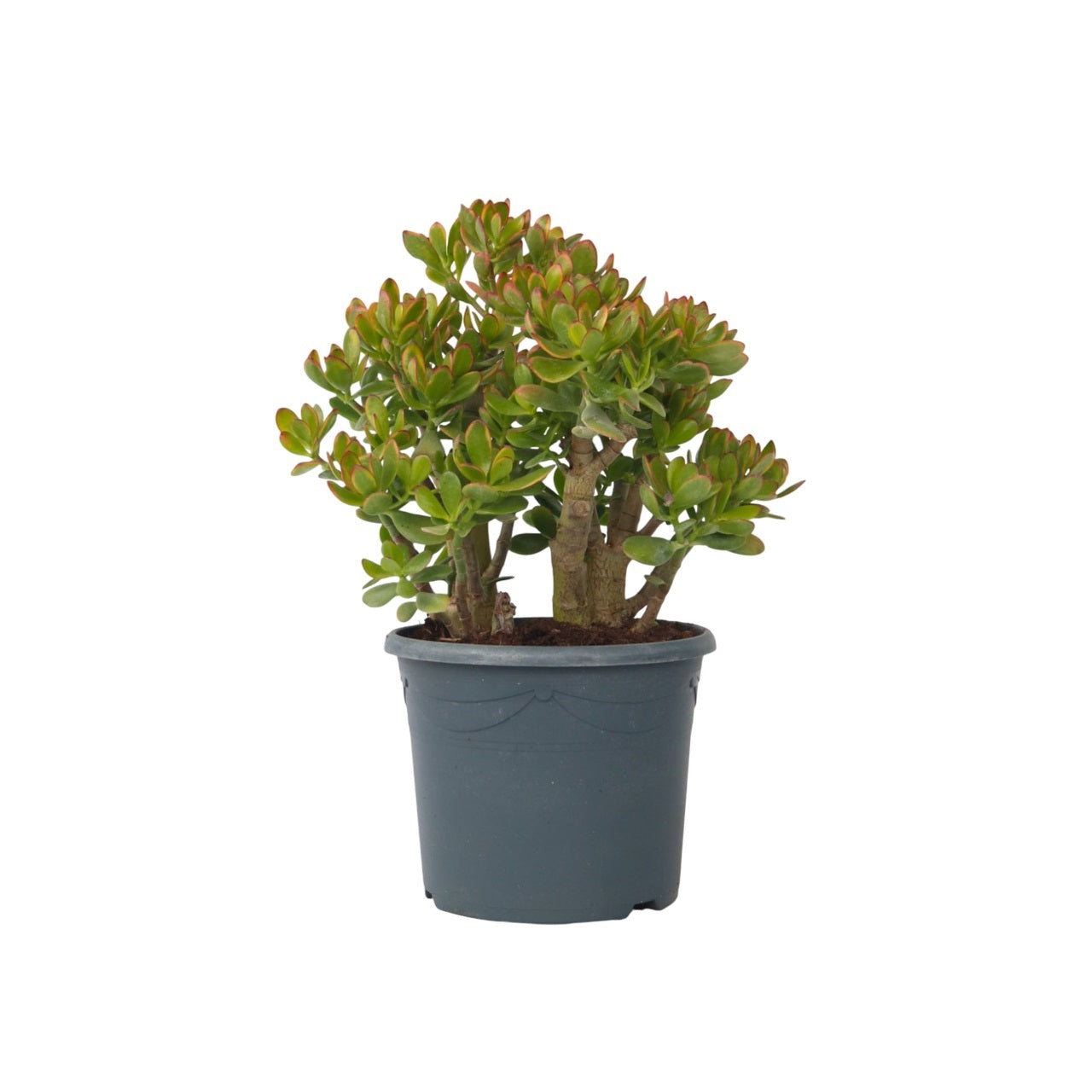 Árbol De Jade - Crassula Ovata 'sunset' - Altura 55-60cm - ⌀30cm_0