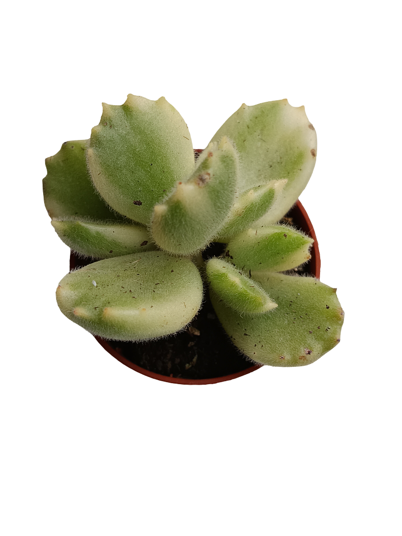 Cotyledon Tomentosa Variegata Garra De Panda Planta Suculenta Ø5_0