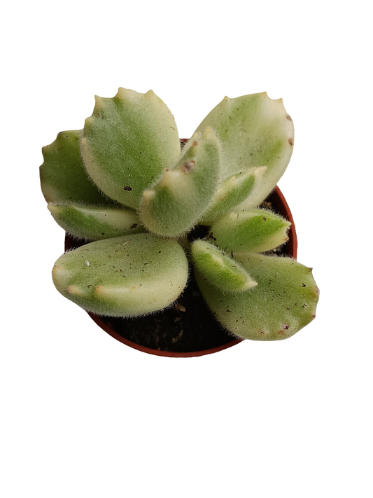 Cotyledon Tomentosa Variegata Garra De Panda Planta Suculenta Ø5_0