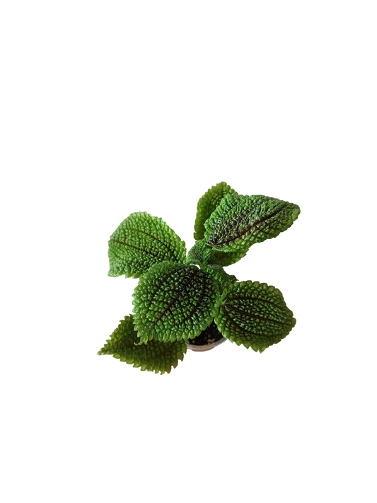 Planta Pilea Mollis De Interior Mini Ø5 Cm_0