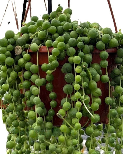 Senecio Rowleyanus Híbrido [m15] (collar De Perlas Gigantes); Planta Suculenta Colgante; Curiosarium; Maceta 15 Cm_1