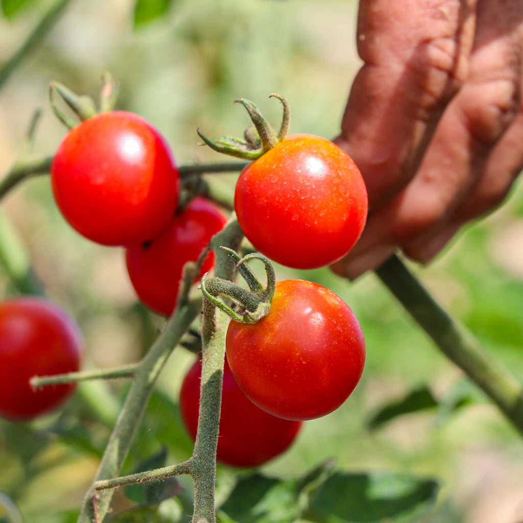 Plantón Tomate Cherry Redondo Rojo 2 Unidades - PlantaBo_1
