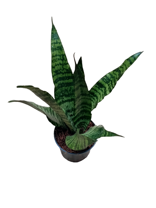 Sansevieria Trifasciata Black Coral Ø9 Planta Purificante_0
