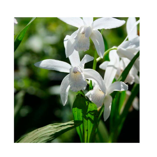 1 Bulbo Bletilla Striata 'alba' Orquidea Blanca_0