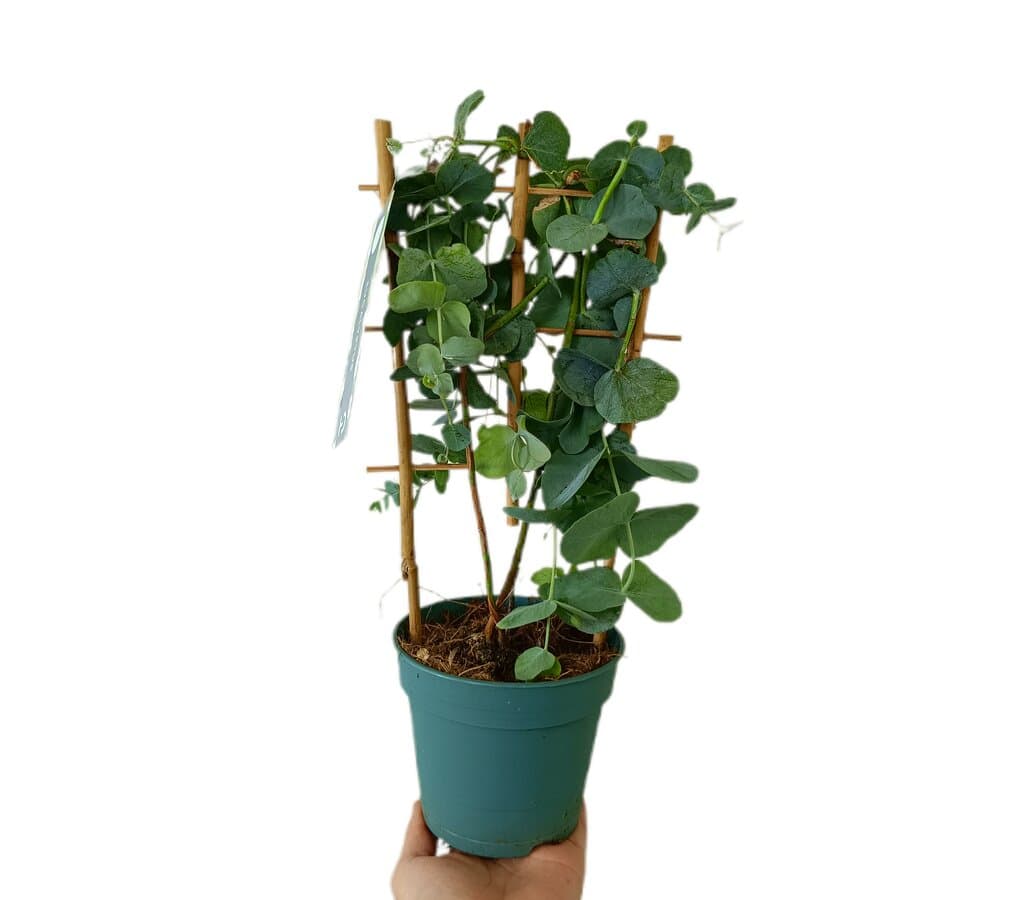 Eucalyptus Cinerea M12_0