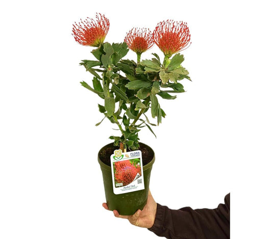Leucospermum M17 (protea)_0