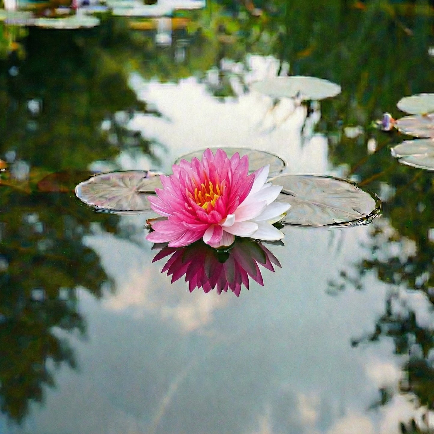 Nymphaea Fairytale Nenúfar Estanque - Floración - Resistente - Con Cesta_2