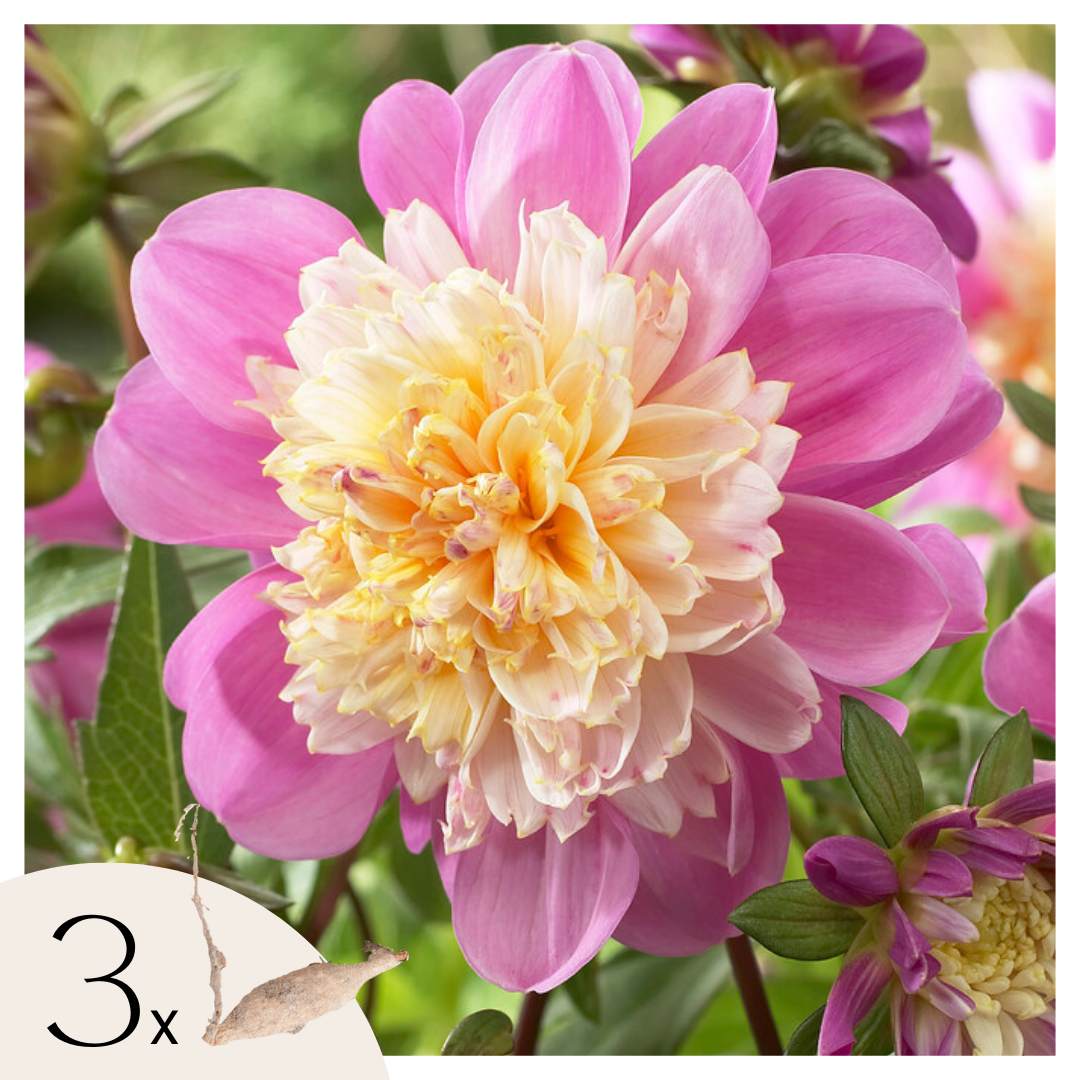 Tubérculos De Dalia - 3 Pzs - Dahlia 'take Off' - Rosa_0