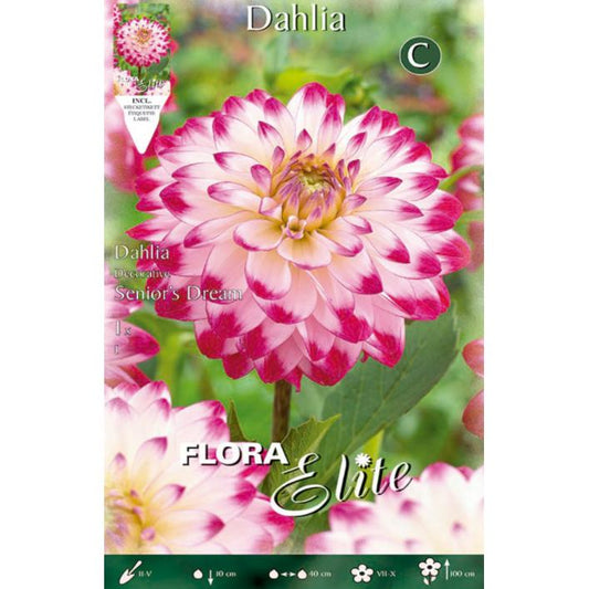 Bulbo Dalia decorativa blanca punta rosa 1 ud