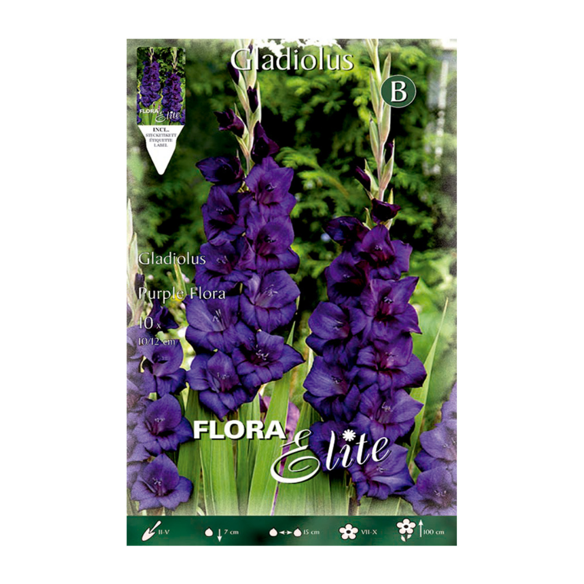 Bolbo Gladíolo Roxo 10 unidades