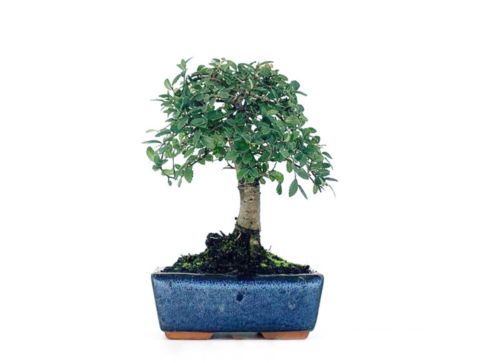 Bonsái Zelkova - Olmo Chino - 5 Años_0