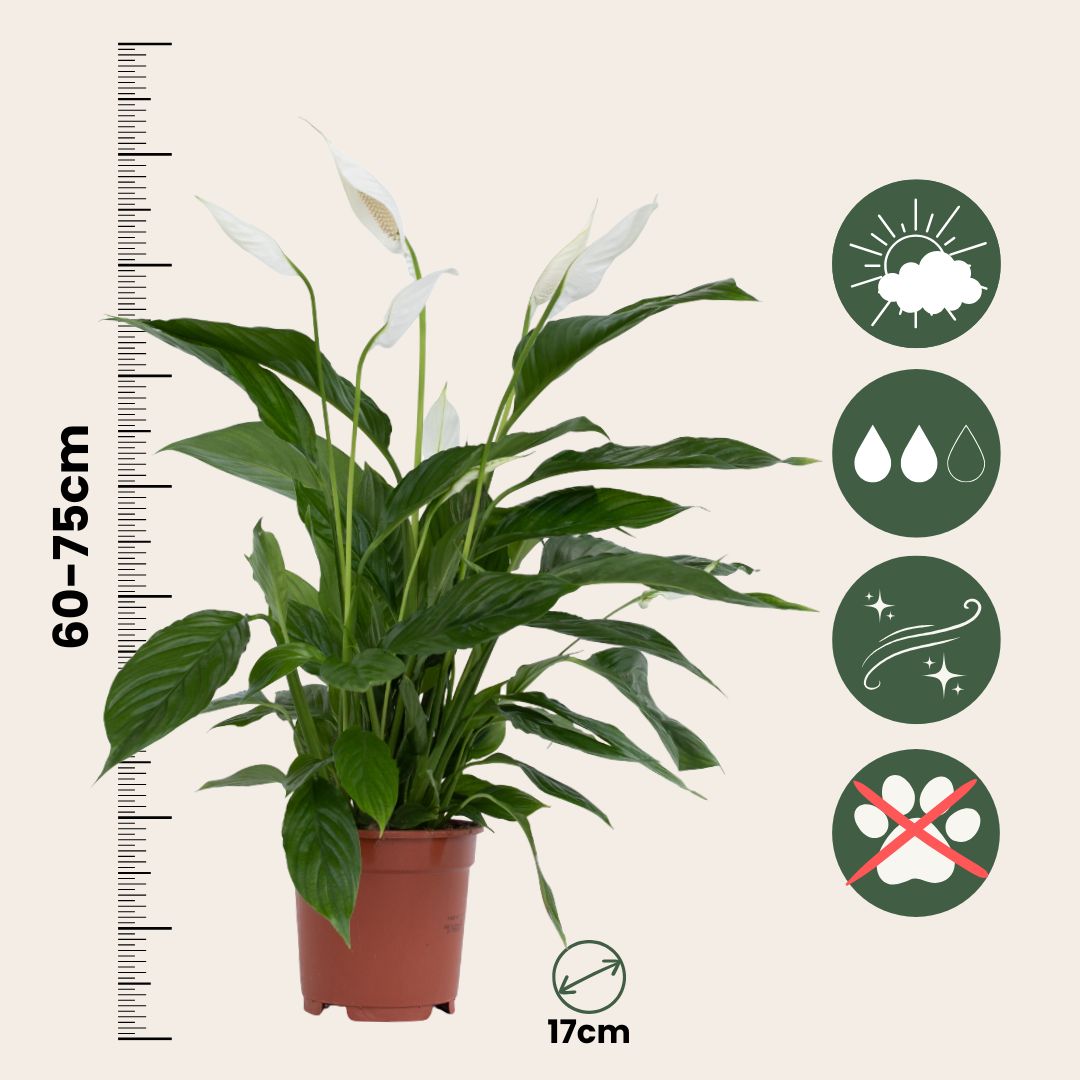 Lirio De Paz Espatifilo - 2 Pzs - Spathiphyllum 'lima' - Altura 60-75cm - ⌀17cm_2