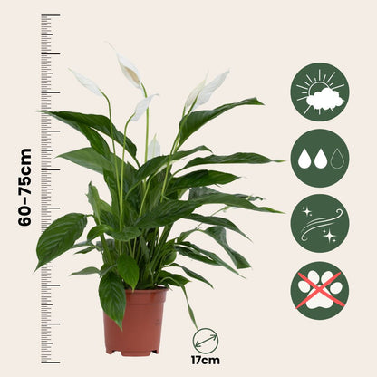 Lirio De Paz Espatifilo - 2 Pzs - Spathiphyllum 'lima' - Altura 60-75cm - ⌀17cm_2