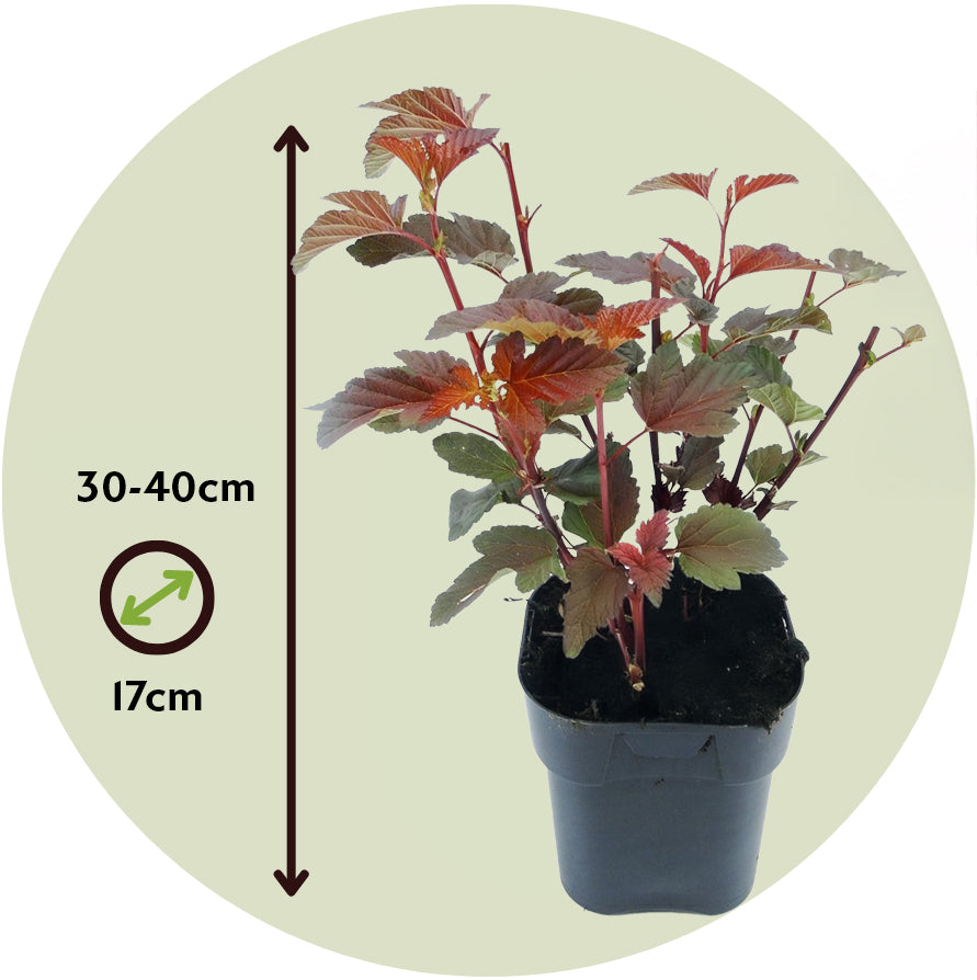 Ninebark - 2 Pzs - Physocarpus 'lady In Red' - Altura 30-40cm - ⌀17cm_2