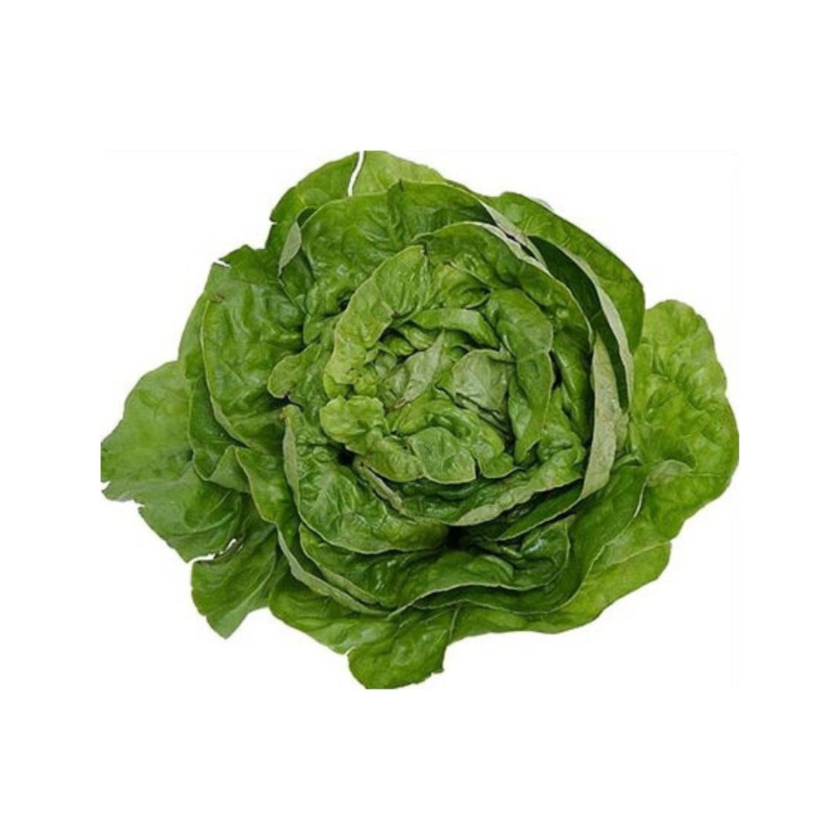 Muda de alface Málaga em vaso de 11 cm