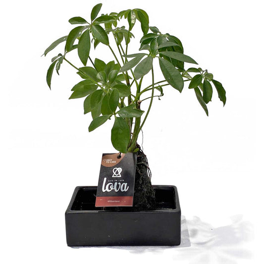 Lova Plant_0