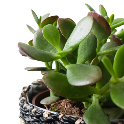 Crassula Ovata - Planta Natural Del Dinero O Arbol De Jade - En Maceta M12_1