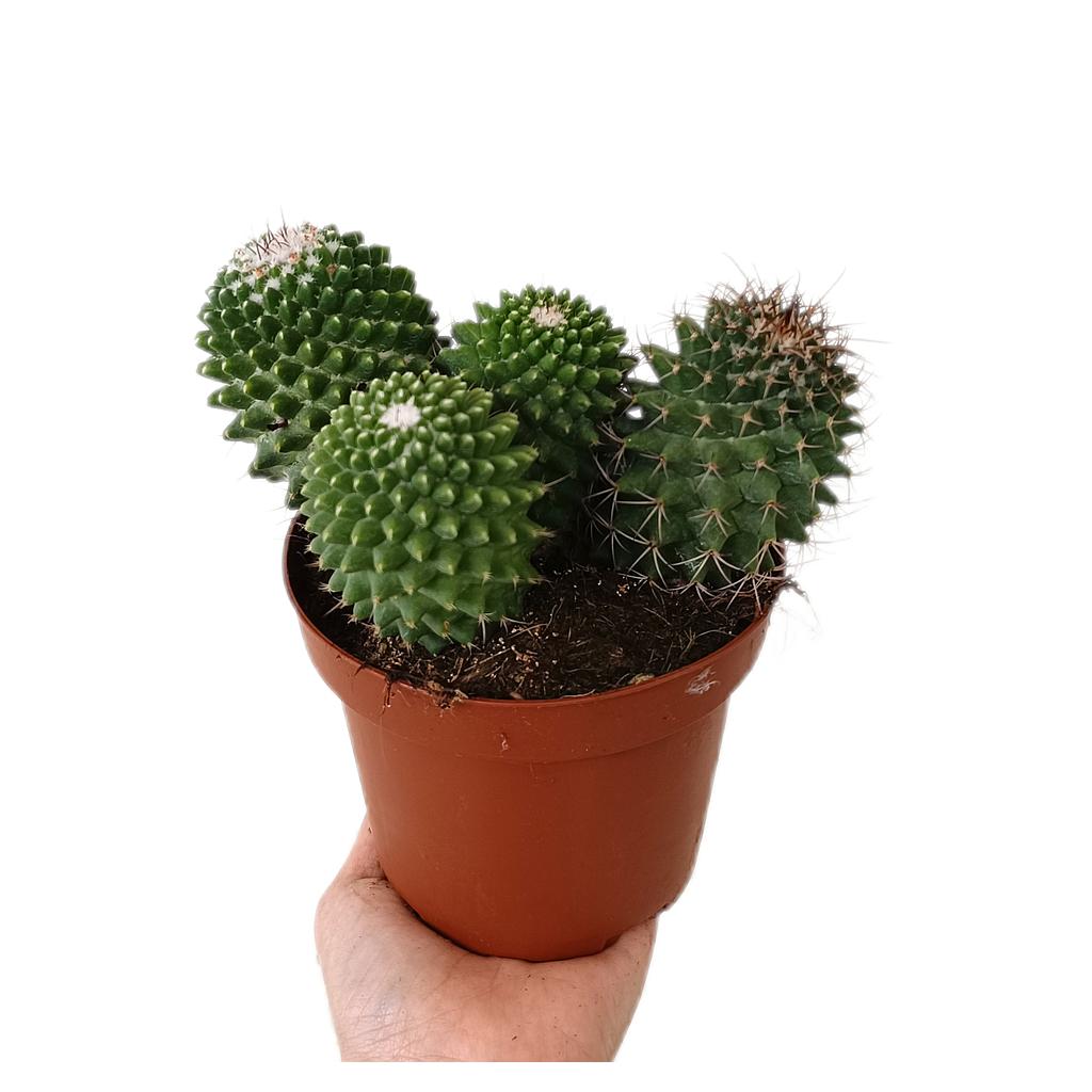 Mammillaria Toluca M13_0