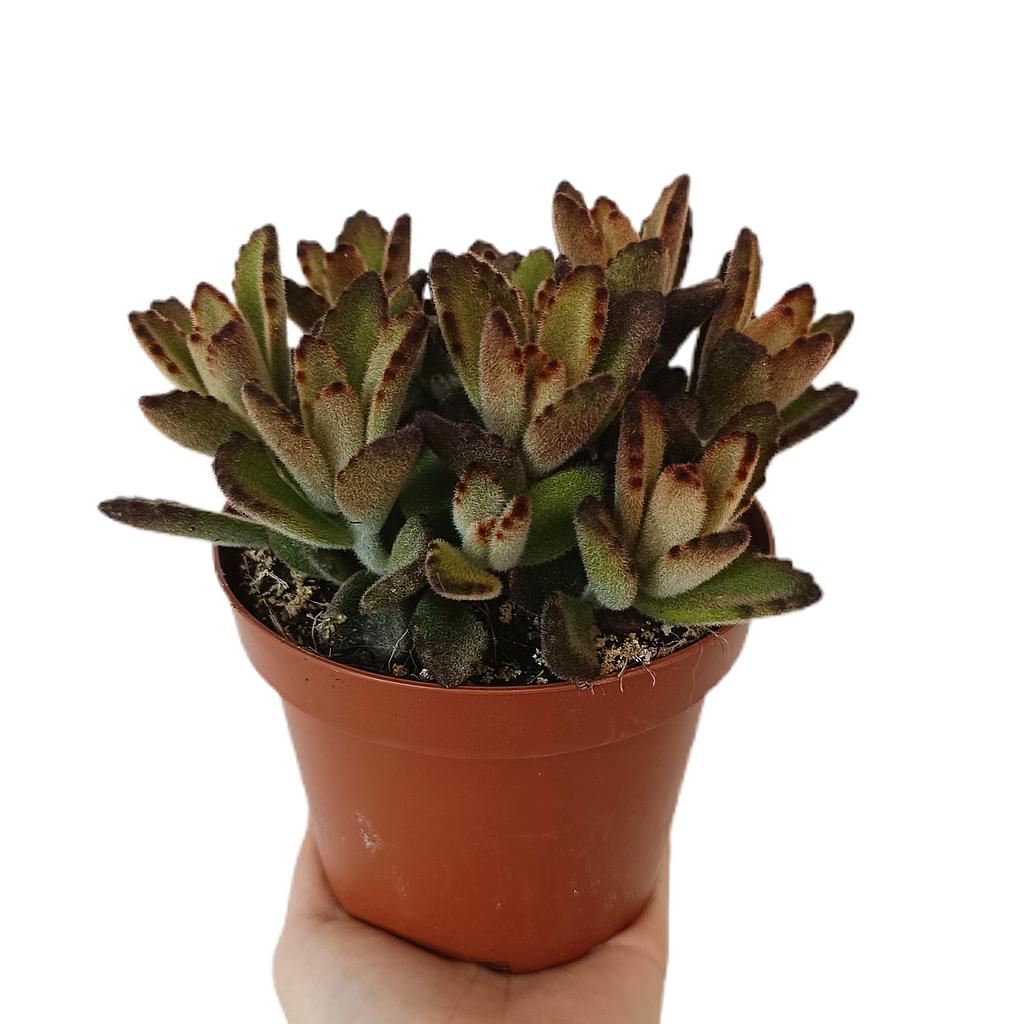 Kalanchoe Tomentosa Choco M13_0