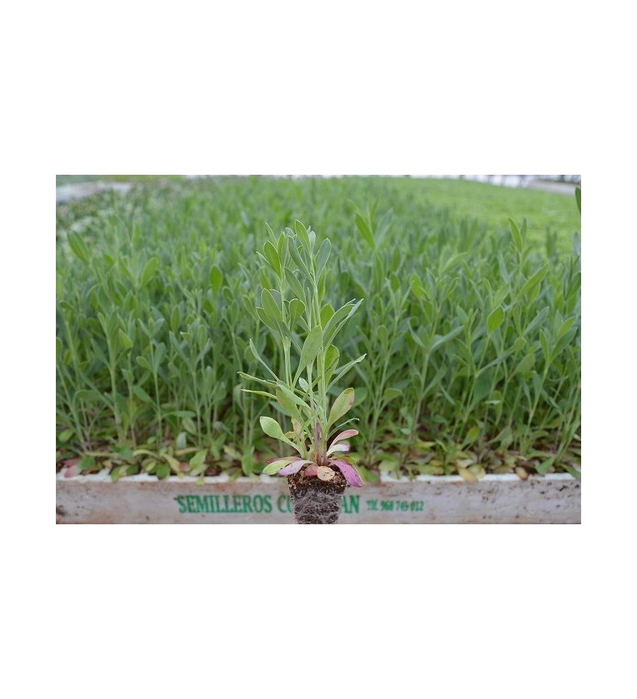 Plantón Collejas (10 Unidades)_0